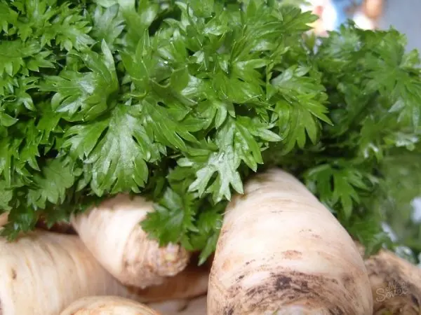 Celery: growing different types, care, beneficial properties