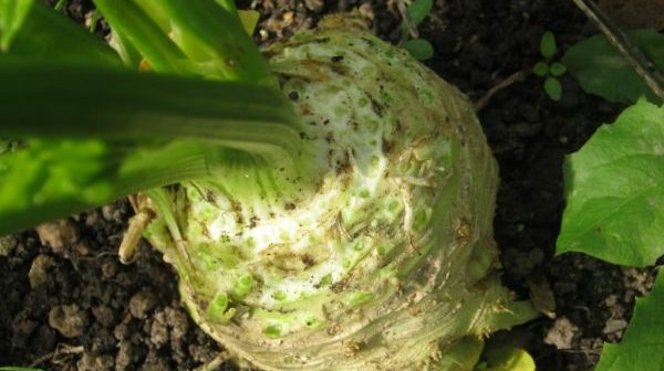 Celery: growing different types, care, beneficial properties