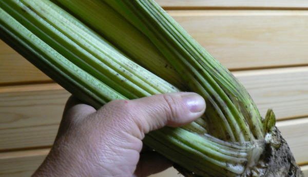 Celery: growing different types, care, beneficial properties