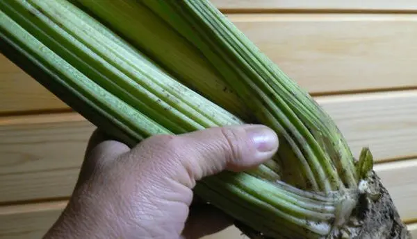 Celery: growing different types, care, beneficial properties