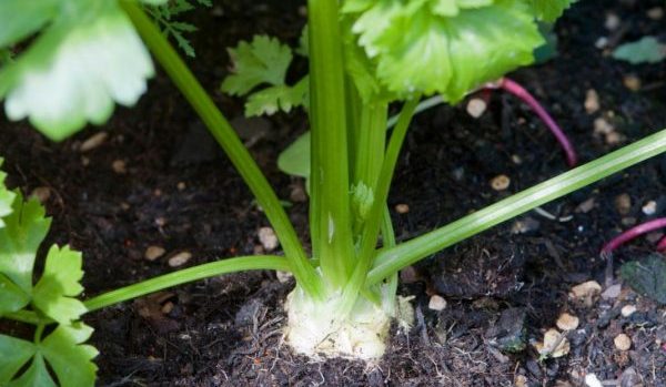 Celery: growing different types, care, beneficial properties