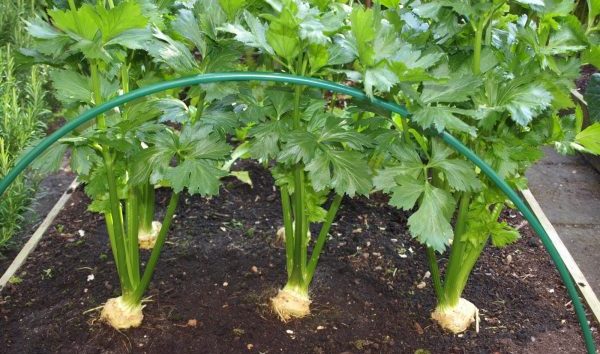 Celery: growing different types, care, beneficial properties