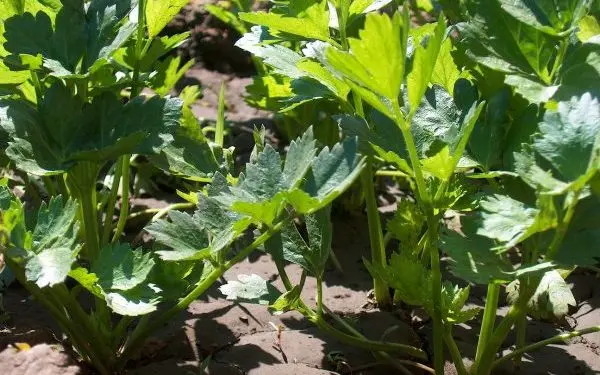 Celery: growing different types, care, beneficial properties