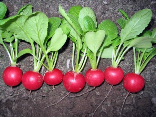 Celeste Radish: Effective Growing Methods