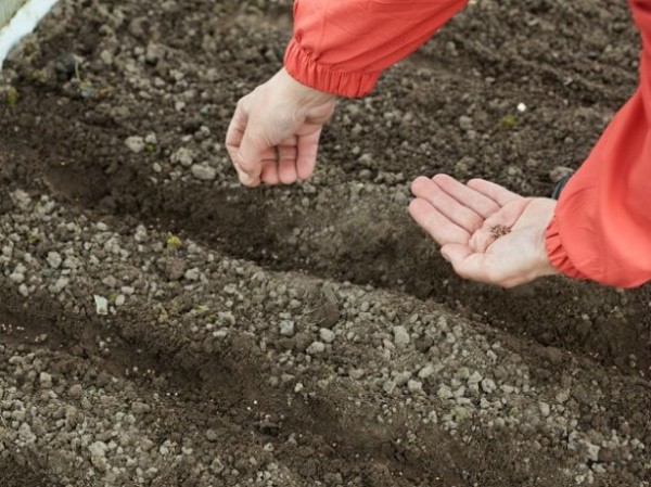 Celeste Radish: Effective Growing Methods