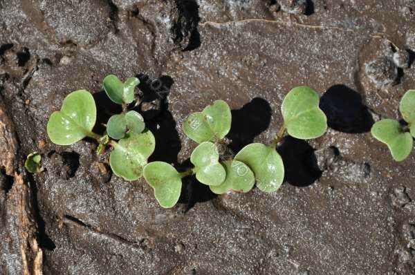 Celeste Radish: Effective Growing Methods