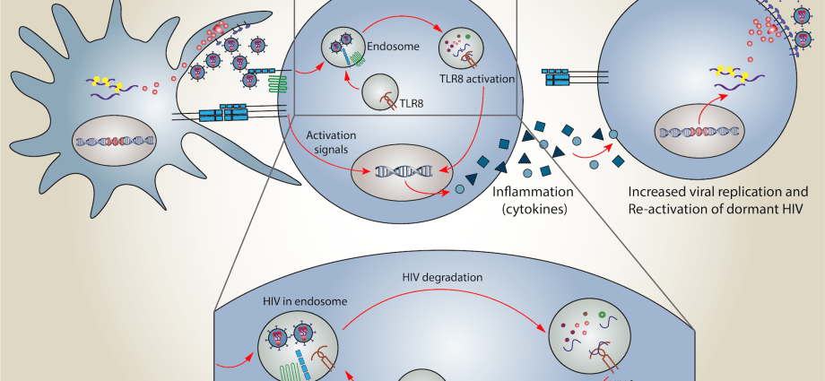 Cell armament against HIV