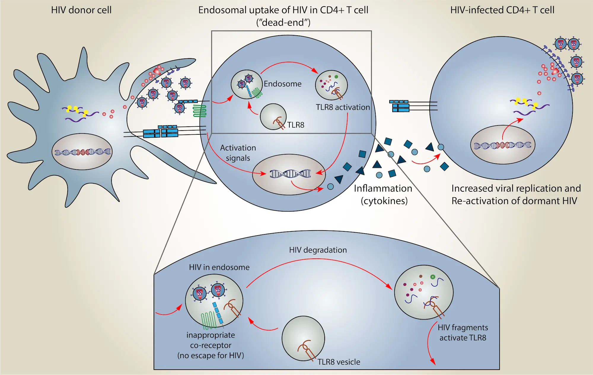 Cell armament against HIV