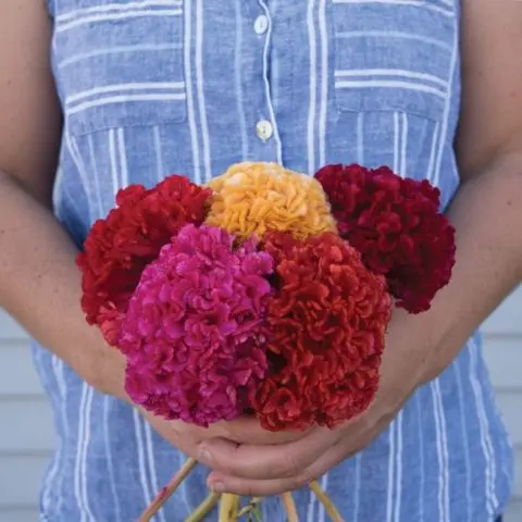 Celosia comb: photo of flowers in a flower bed, planting and care