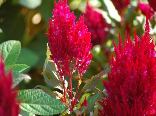 Celosia paniculate (pinnate): photo, planting and care in the open field