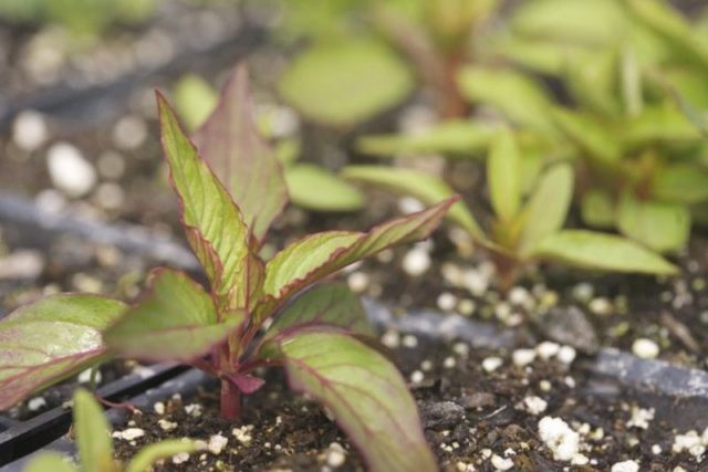 Celosia paniculate (pinnate): photo, planting and care in the open field