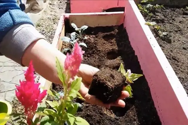 Celosia paniculate (pinnate): photo, planting and care in the open field