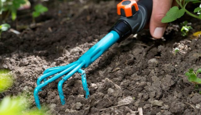 Celosia paniculate (pinnate): photo, planting and care in the open field