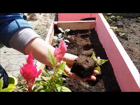 Celosia paniculate (pinnate): photo, planting and care in the open field