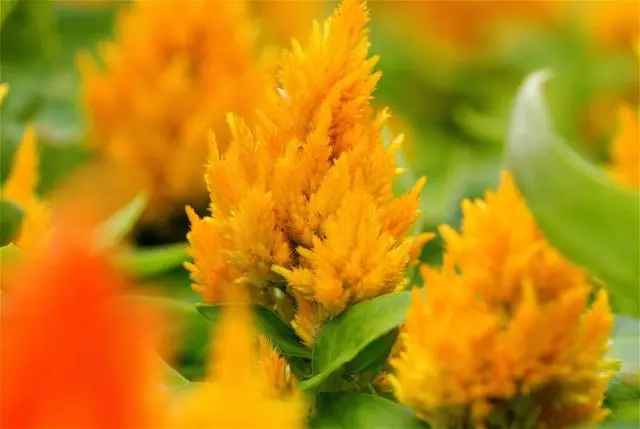 Celosia paniculate (pinnate): photo, planting and care in the open field