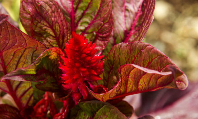 Celosia paniculate (pinnate): photo, planting and care in the open field