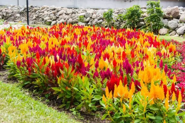 Celosia paniculate (pinnate): photo, planting and care in the open field