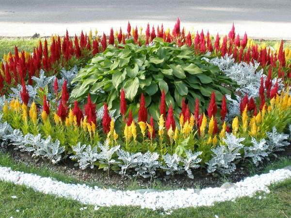 Celosia paniculate (pinnate): photo, planting and care in the open field