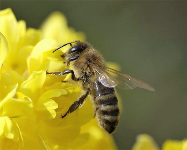 Central  breed of bees