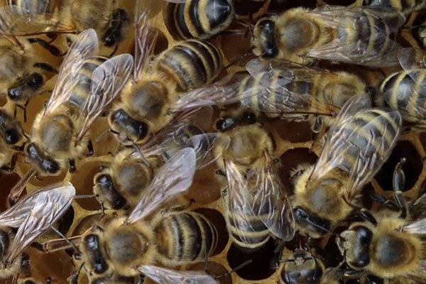 Central  breed of bees