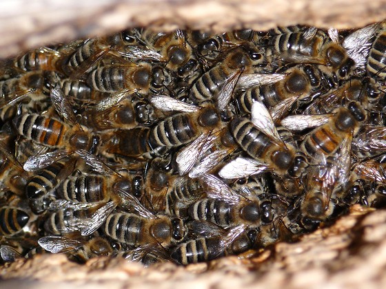 Central  breed of bees