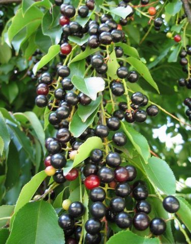 Cerapadus: a hybrid of cherry and bird cherry