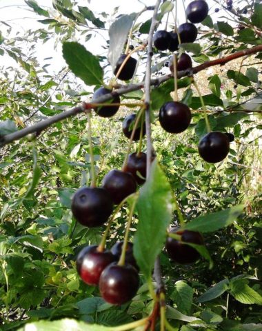 Cerapadus: a hybrid of cherry and bird cherry