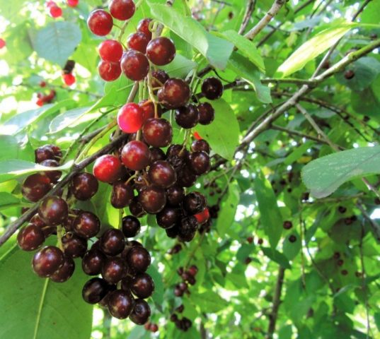 Cerapadus: a hybrid of cherry and bird cherry