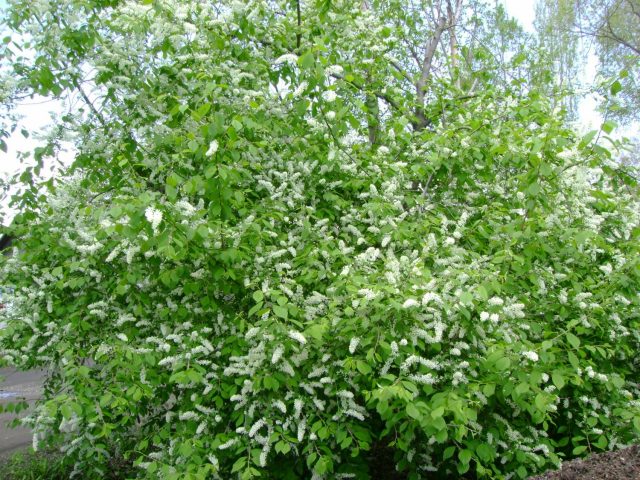 Cerapadus: a hybrid of cherry and bird cherry