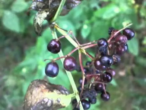 Cerapadus: a hybrid of cherry and bird cherry