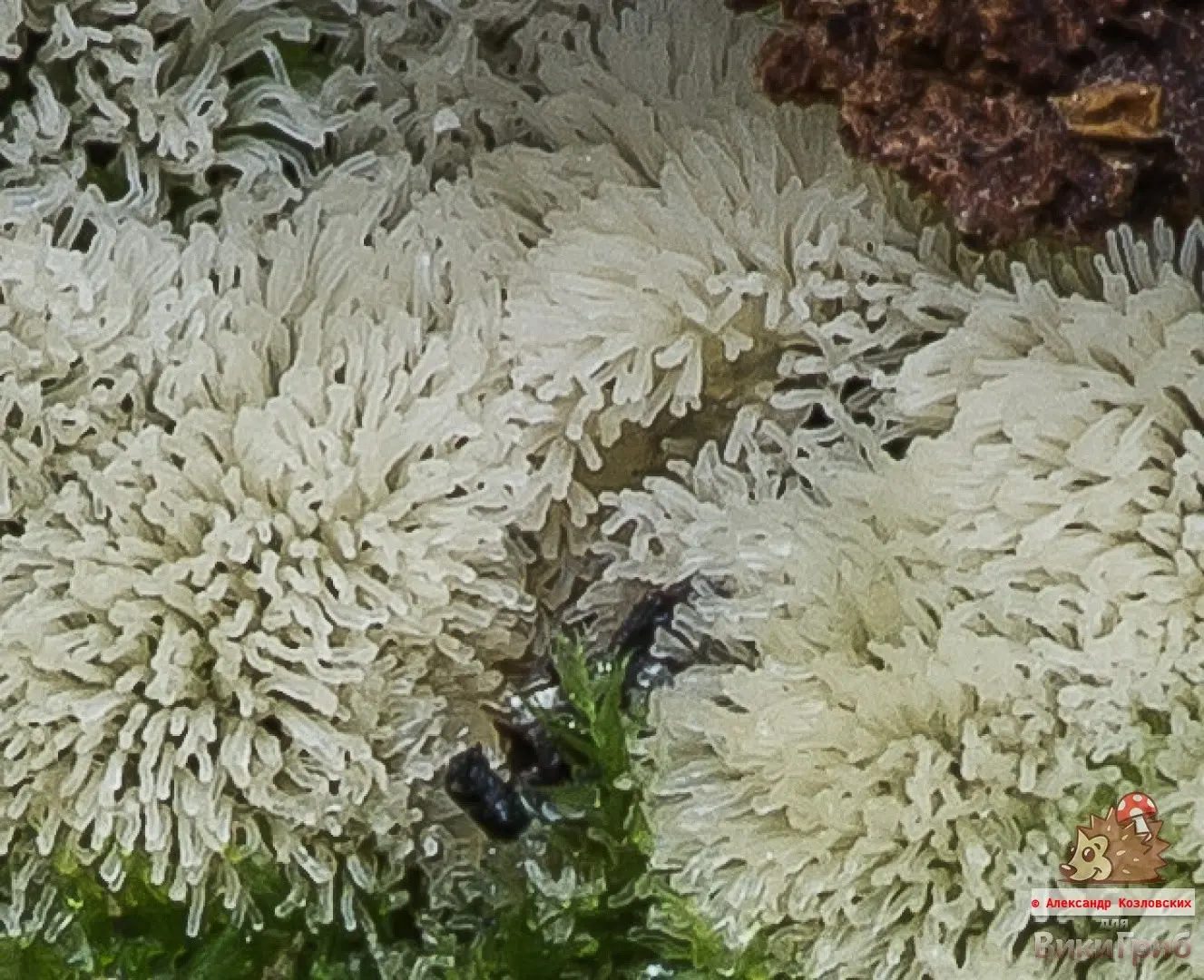 Ceratiomyxa fruticulosa photo and description