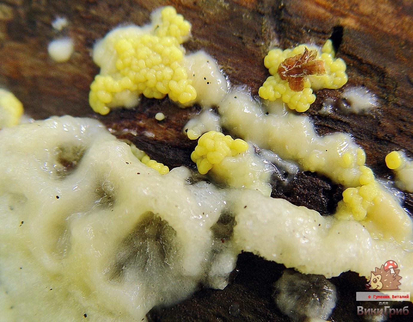 Ceratiomyxa fruticulosa photo and description