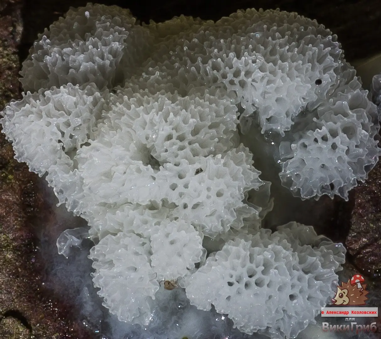 Ceratiomyxa porioides (Ceratiomyxa porioides) photo and description