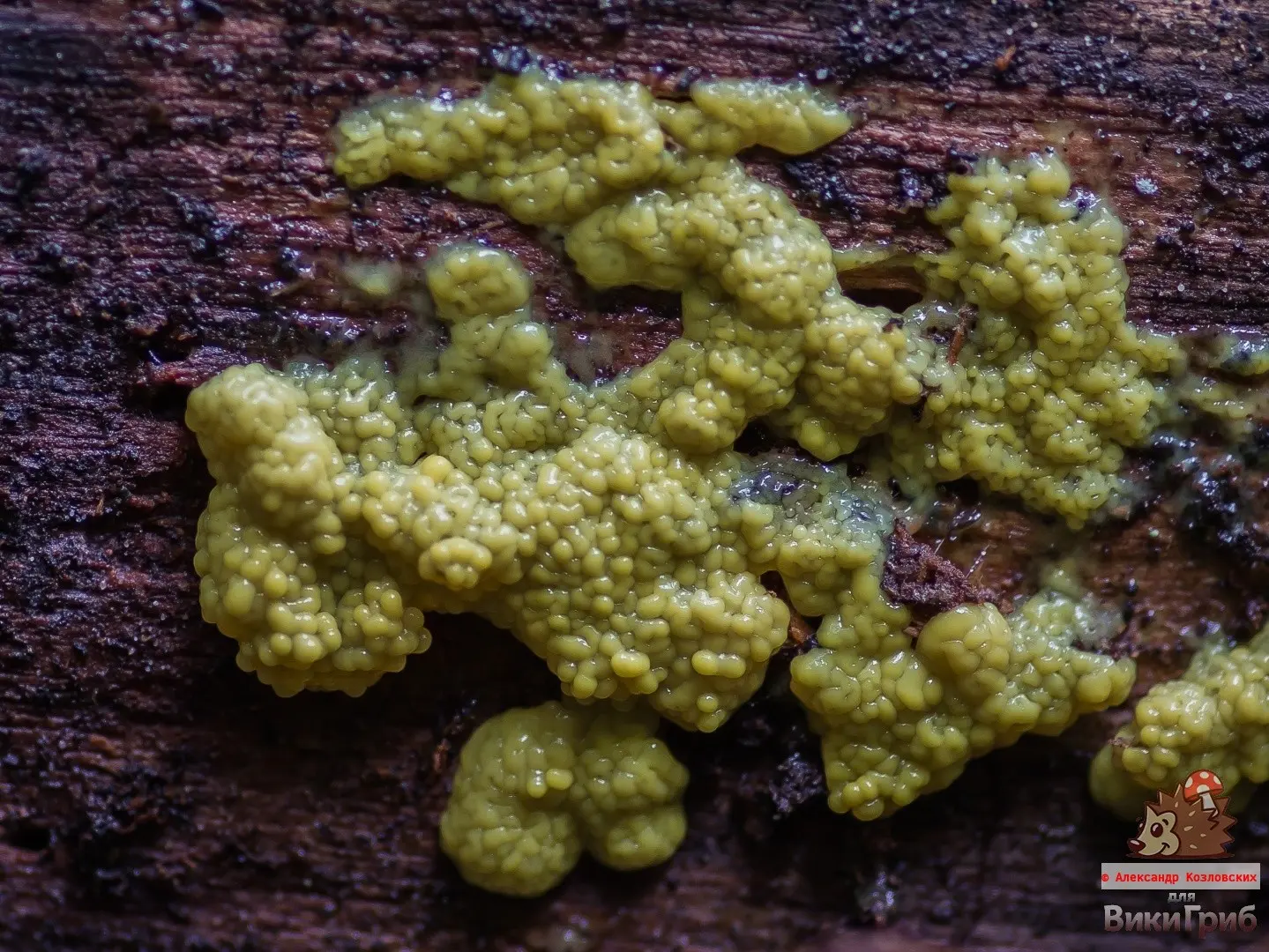 Ceratiomyxa porioides (Ceratiomyxa porioides) photo and description