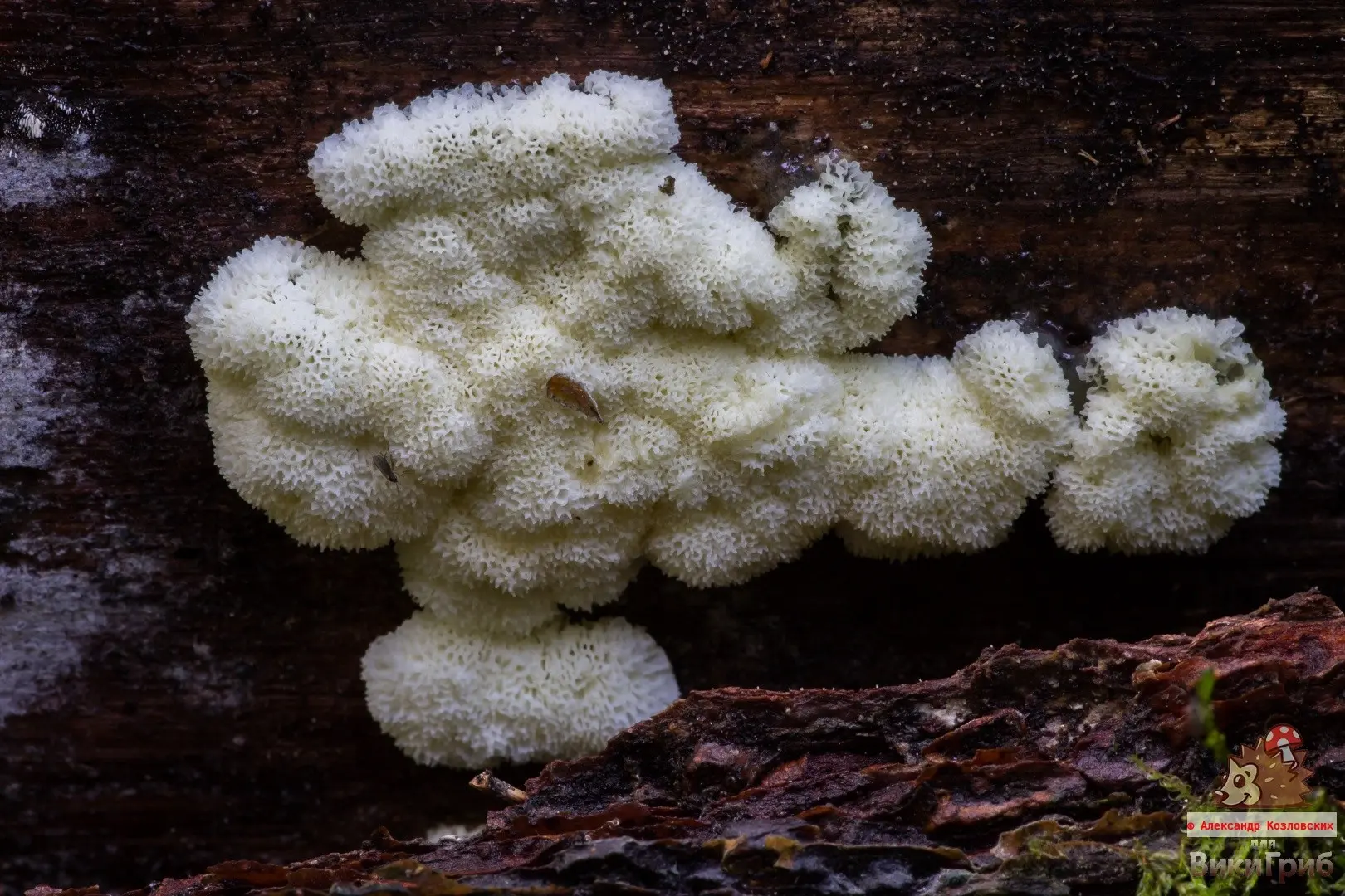 Ceratiomyxa porioides (Ceratiomyxa porioides) photo and description