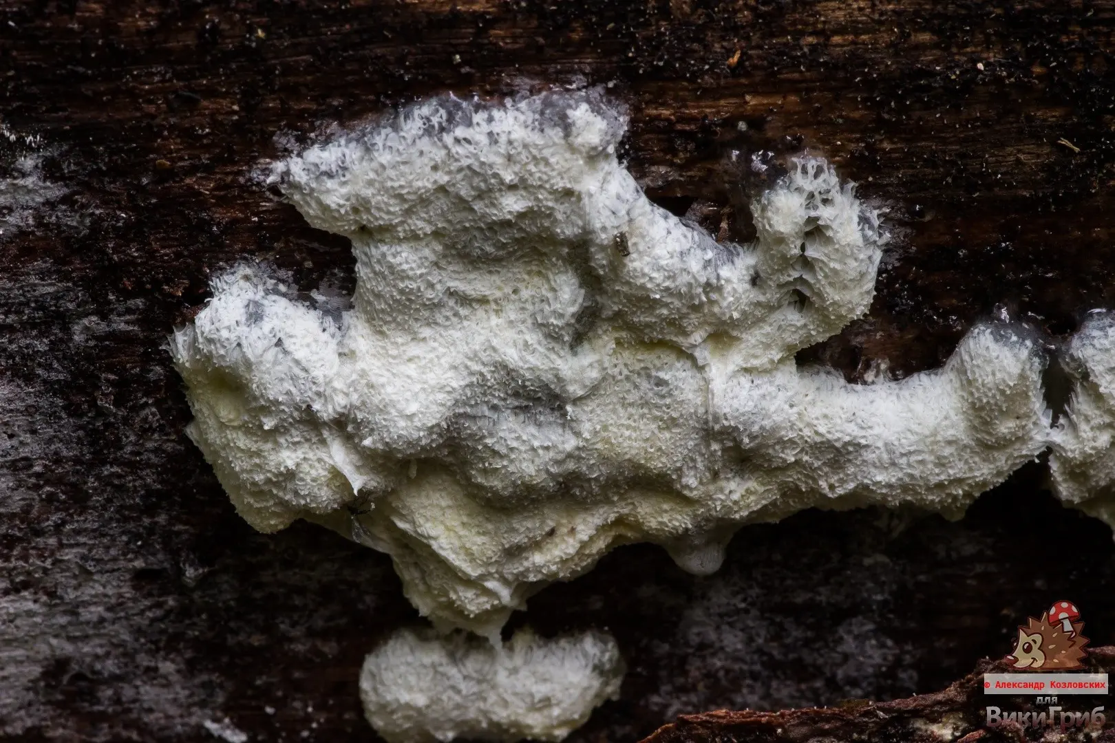 Ceratiomyxa porioides (Ceratiomyxa porioides) photo and description