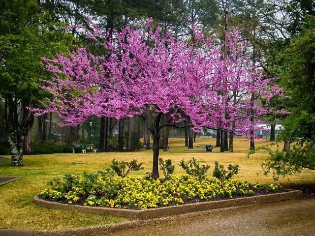 Cercis (purple): photo and description of a shrub, varieties, how it blooms, reproduction