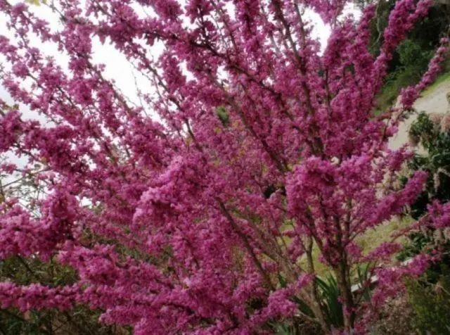 Cercis (purple): photo and description of a shrub, varieties, how it blooms, reproduction