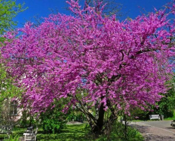 Cercis (purple): photo and description of a shrub, varieties, how it blooms, reproduction