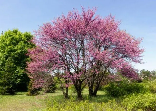 Cercis (purple): photo and description of a shrub, varieties, how it blooms, reproduction