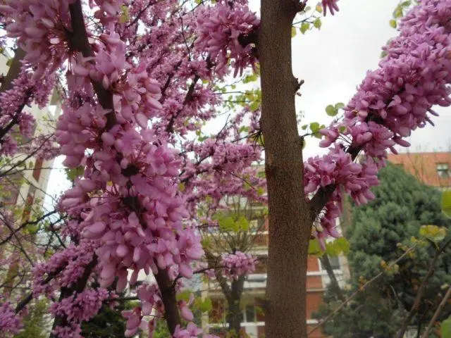 Cercis (purple): photo and description of a shrub, varieties, how it blooms, reproduction