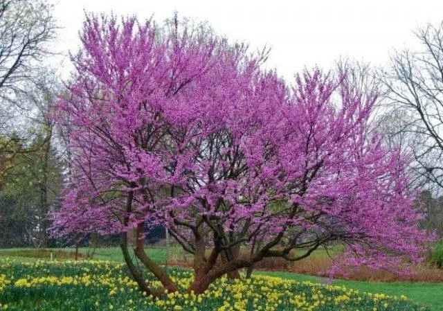 Cercis (purple): photo and description of a shrub, varieties, how it blooms, reproduction