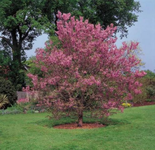 Cercis (purple): photo and description of a shrub, varieties, how it blooms, reproduction