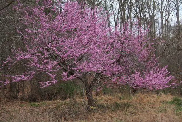 Cercis (purple): photo and description of a shrub, varieties, how it blooms, reproduction