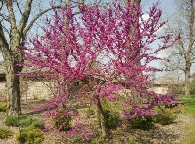 Cercis (purple): photo and description of a shrub, varieties, how it blooms, reproduction