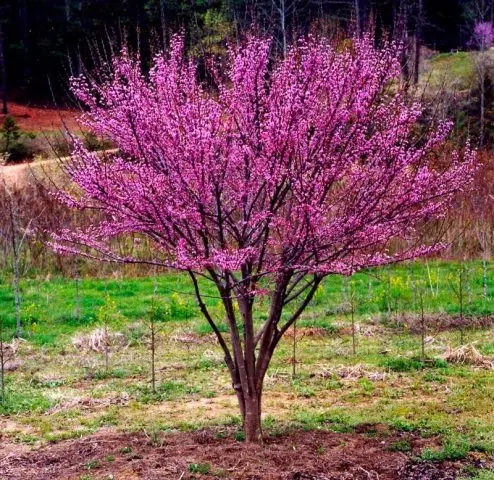 Cercis (purple): photo and description of a shrub, varieties, how it blooms, reproduction