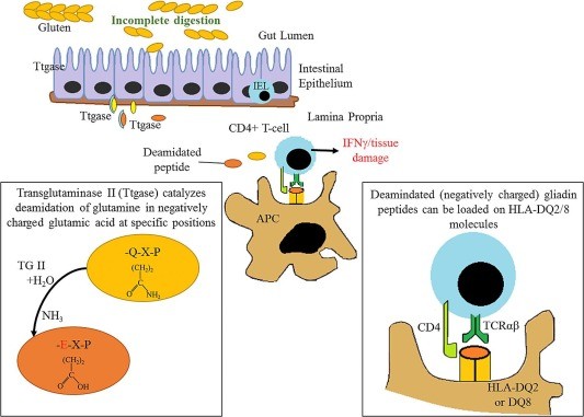 Cereal peptides cause celiac disease