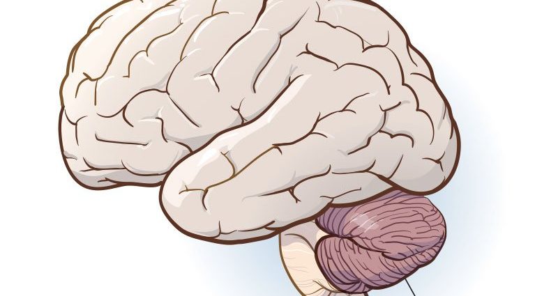 Cerebellum &#8211; structure, functions, diseases and damages