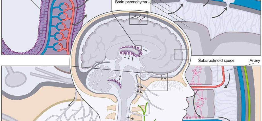 Cerebrospinal fluid &#8211; functions, diseases