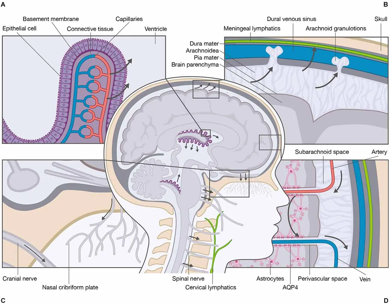 Cerebrospinal fluid &#8211; functions, diseases